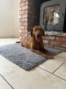 Fox Red Labrador Puppies On their Way 2 IMG 5045 Fox Red Labradors And Friends