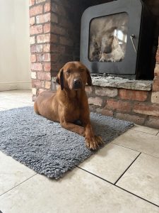 Fox Red Labrador Puppies On their Way 1 IMG 5060 Fox Red Labradors And Friends