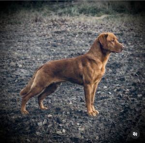 Fox Red Labrador Puppies On their Way 3 IMG 5124 Fox Red Labradors And Friends