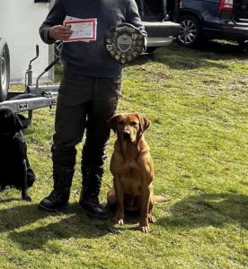 Fox Red Labrador Puppies On their Way 4 IMG 5128 Fox Red Labradors And Friends