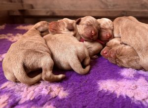 IMG 5657 Fox Red Labradors And Friends