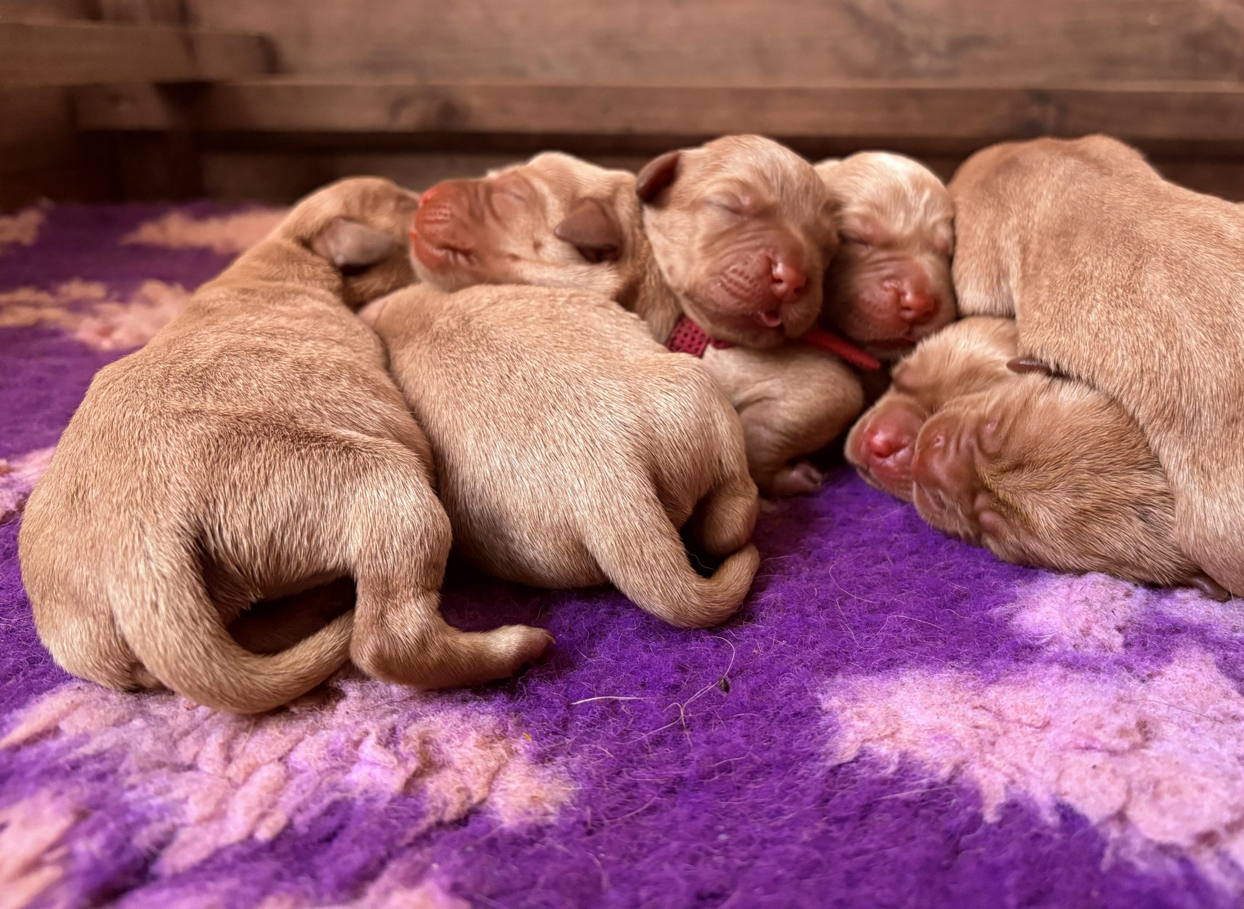 IMG 5657 scaled Fox Red Labradors And Friends