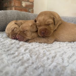 IMG 5734 Fox Red Labradors And Friends