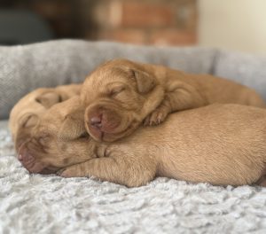 IMG 5739 Fox Red Labradors And Friends