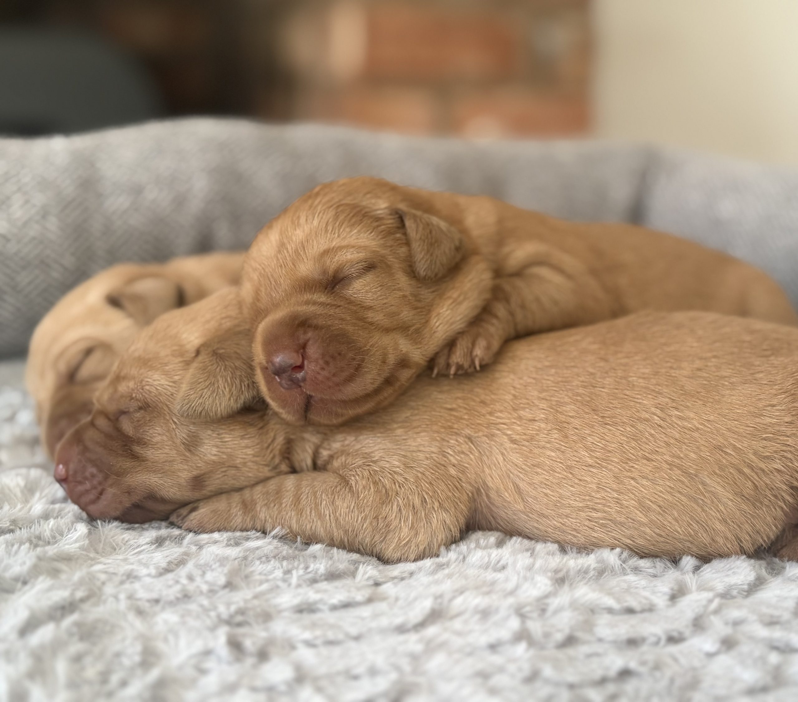 IMG 5739 scaled Fox Red Labradors And Friends