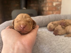 IMG 5744 Fox Red Labradors And Friends