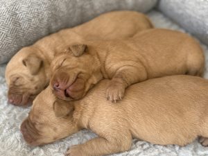 IMG 5745 Fox Red Labradors And Friends