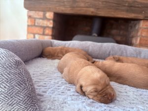 IMG 5758 Fox Red Labradors And Friends