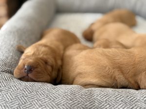 IMG 5881 Fox Red Labradors And Friends