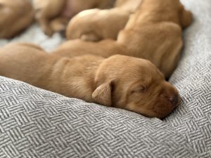 IMG 5891 Fox Red Labradors And Friends