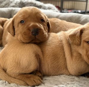 Fox Red Labrador puppies 2 IMG 6102 Fox Red Labradors And Friends
