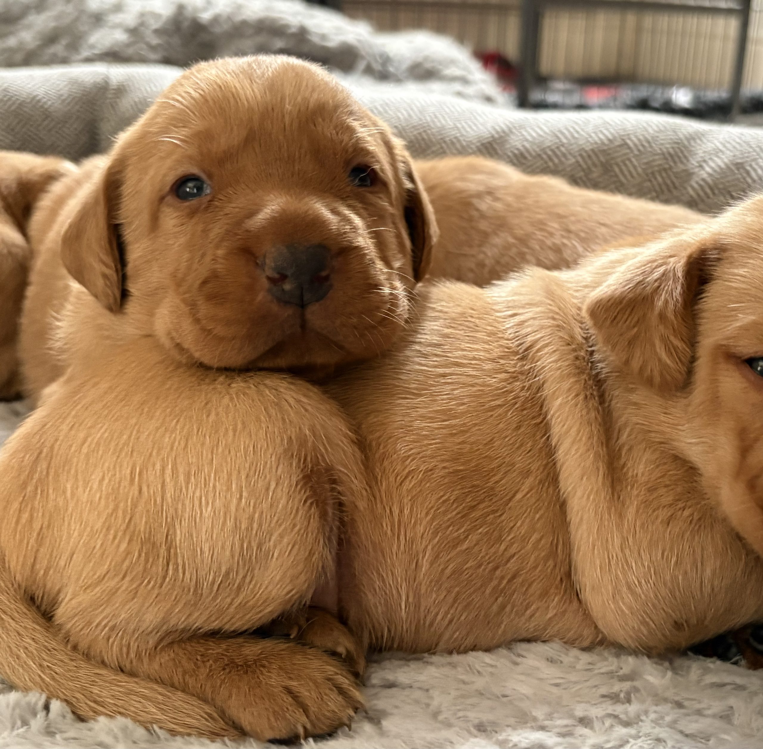 IMG 6102 scaled Fox Red Labradors And Friends