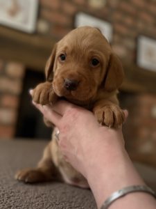 Fox Red Labrador Puppies Fully Health Tested Parents 15 IMG 6244 Fox Red Labradors And Friends
